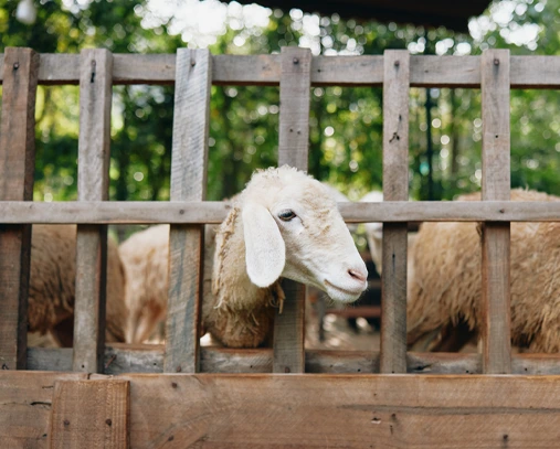 Balami sheep