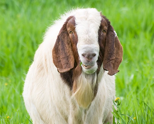 Boer Goats