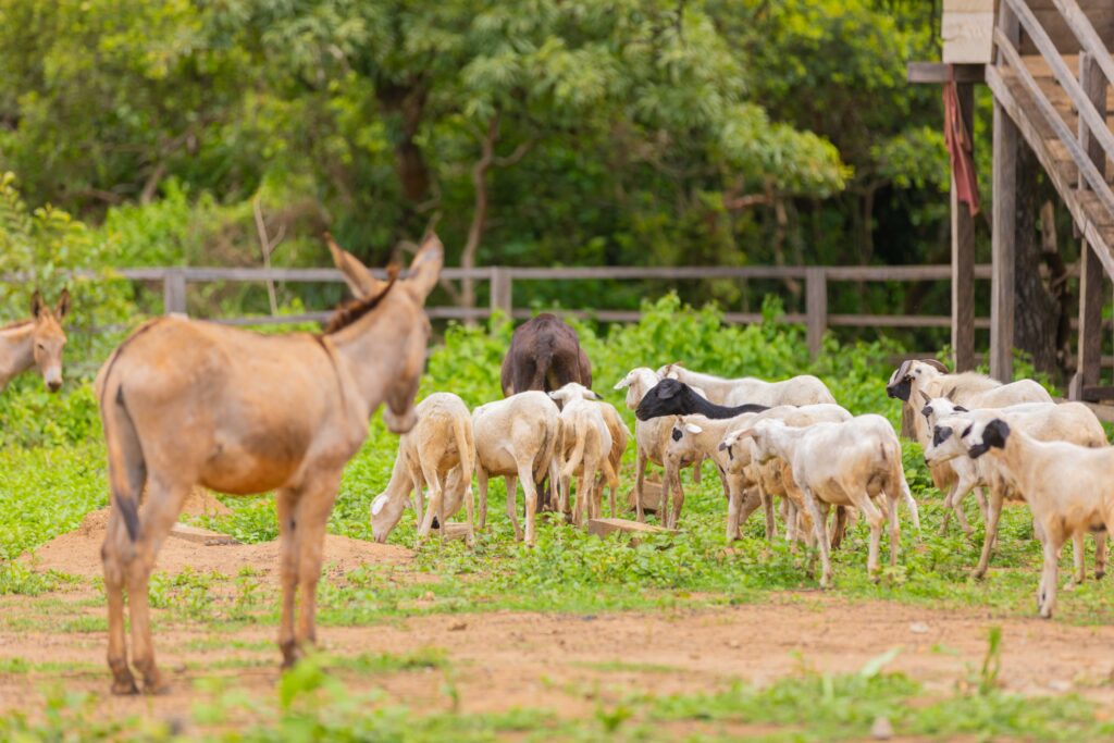 Packaged Cowery Farms Beef ground meat.