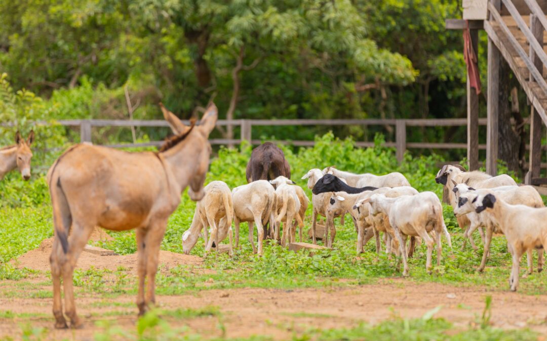 How to Afford Organic Meat on a Budget: The Cowery Farms Value Guide”