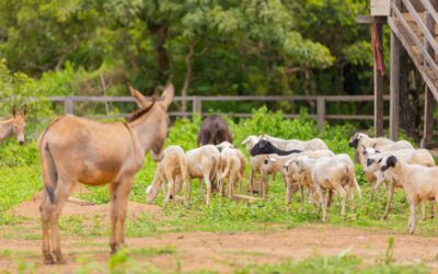 How to Afford Organic Meat on a Budget: The Cowery Farms Value Guide”